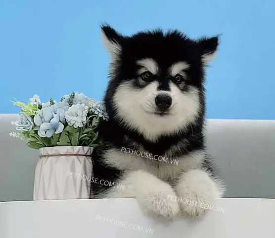 chó alaska ăn cơm được không