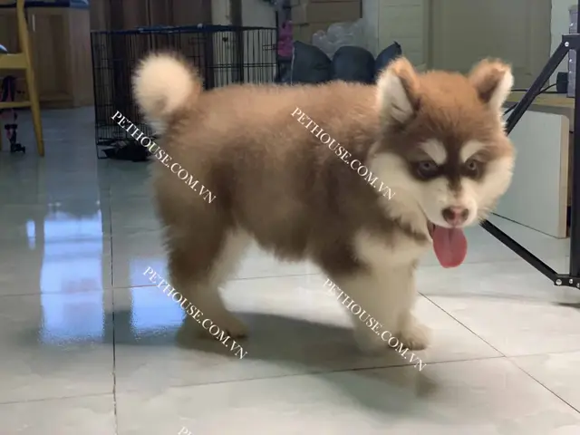 chó alaska ăn cơm được không