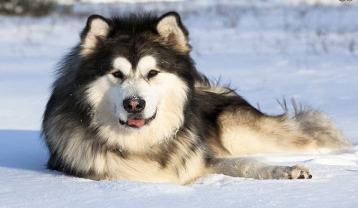 Chó Alaska Bé: Đặc Điểm, Chăm Sóc Và Lợi Ích Khi Nuôi Thú Cưng Này Chó Alaska bé: Giới thiệu và đặc điểm