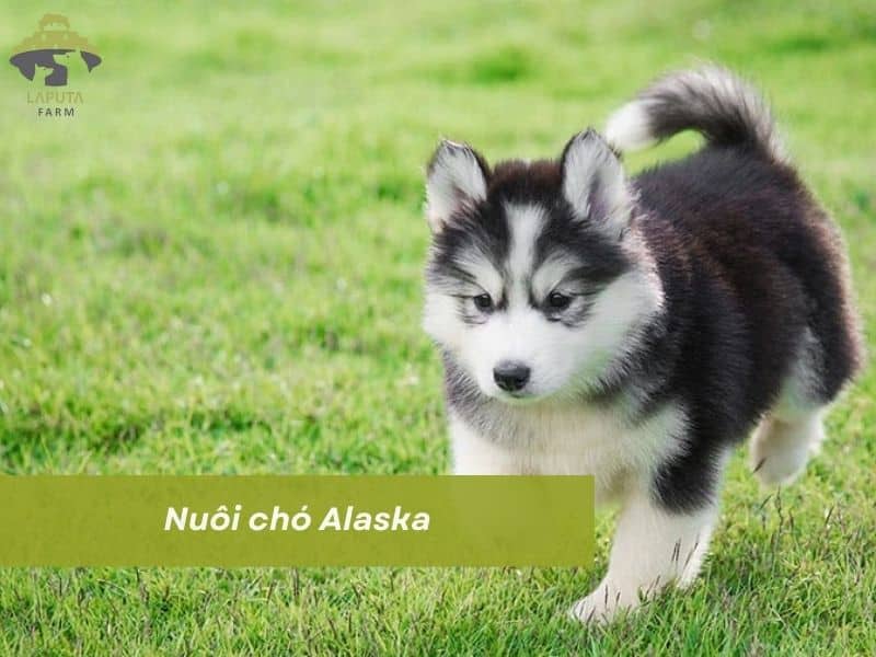Chó Alaska Bé: Đặc Điểm, Chăm Sóc Và Lợi Ích Khi Nuôi Thú Cưng Này Chăm sóc chó Alaska bé: Những điều cần biết