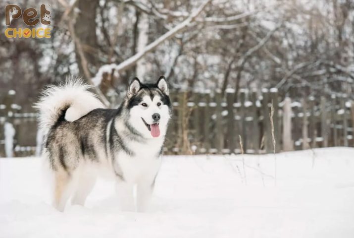 Chó Alaska Bé: Đặc Điểm, Chăm Sóc Và Lợi Ích Khi Nuôi Thú Cưng Này Vấn đề sức khỏe thường gặp ở chó Alaska bé