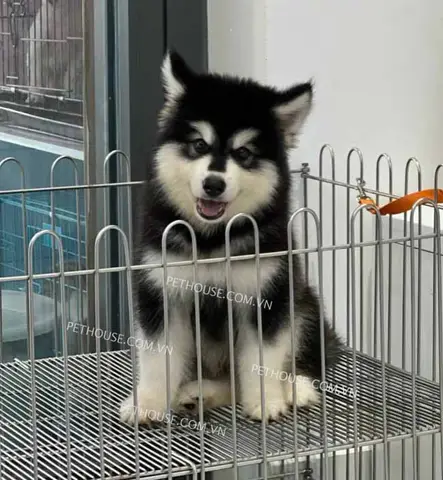 chó alaska bị hạ bàn
