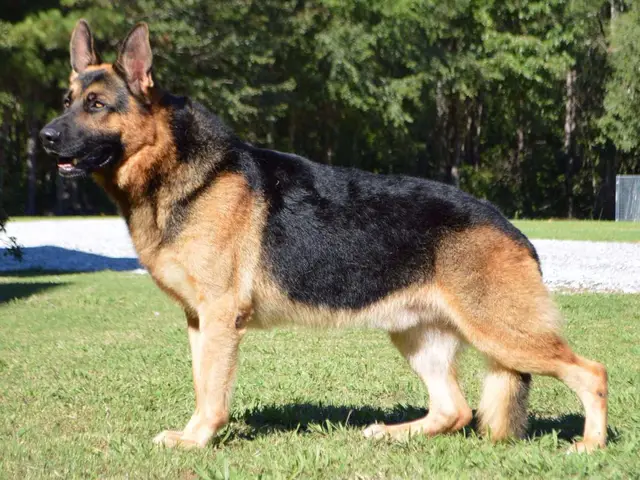chó alaska bị hạ bàn