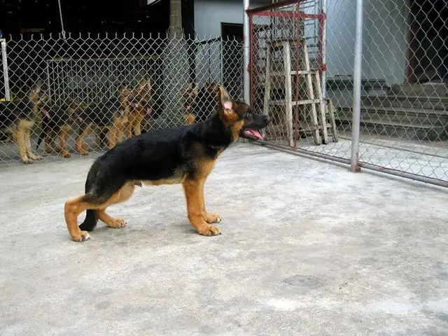 chó alaska bị hạ bàn