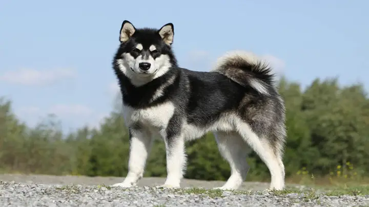 Chó Alaska Có Thông Minh Không? Giải Mã Trí Tuệ Loài Chó Tuyết Chó Alaska Có Thông Minh Không? Giải Mã Trí Tuệ Loài Chó Tuyết