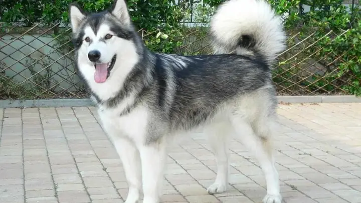 Chó Alaska Có Thông Minh Không? Giải Mã Trí Tuệ Loài Chó Tuyết chó alaska có thông minh không