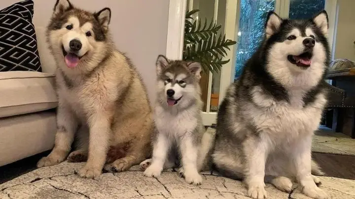 Chó Alaska Có Thông Minh Không? Giải Mã Trí Tuệ Loài Chó Tuyết chó alaska có thông minh không