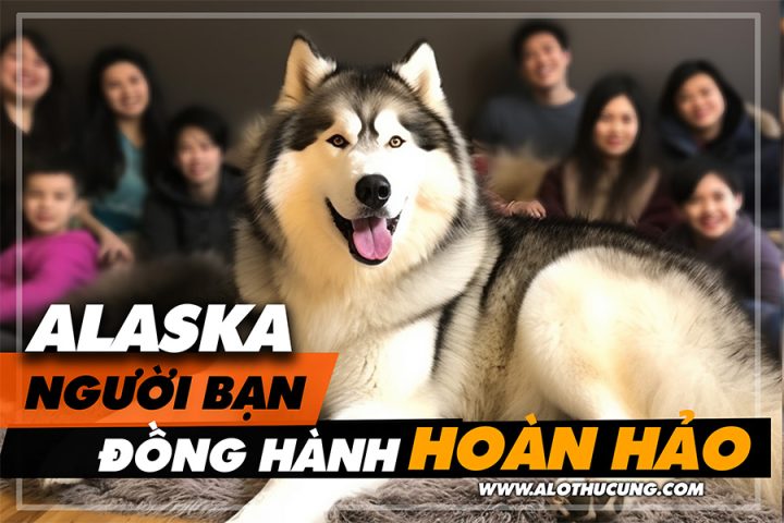 Chó Alaska Con: Chăm Sóc, Đặc Điểm Và Huấn Luyện Dành Cho Gia Đình Tại sao chó Alaska con lại là lựa chọn hoàn hảo cho gia đình bạn?