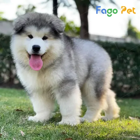 Chó Alaska Con: Chăm Sóc, Đặc Điểm Và Huấn Luyện Dành Cho Gia Đình Đặc điểm nổi bật của chó Alaska con