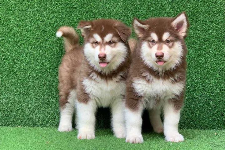 Chó Alaska Con: Chăm Sóc, Đặc Điểm Và Huấn Luyện Dành Cho Gia Đình Cách chăm sóc chó Alaska con đúng cách