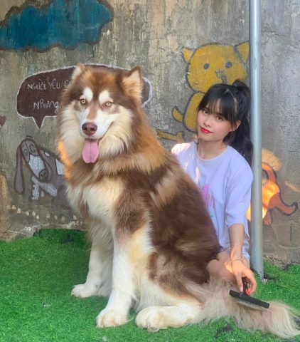Chó Alaska Con: Chăm Sóc, Đặc Điểm Và Huấn Luyện Dành Cho Gia Đình Tìm kiếm chó Alaska con uy tín