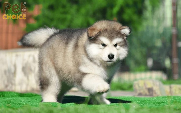 Chó Alaska Con Mập: Cách Chăm Sóc, Đặc Điểm Và Lợi Ích Khi Nuôi Chó Alaska Con Mập: Cách Chăm Sóc, Đặc Điểm Và Lợi Ích Khi Nuôi