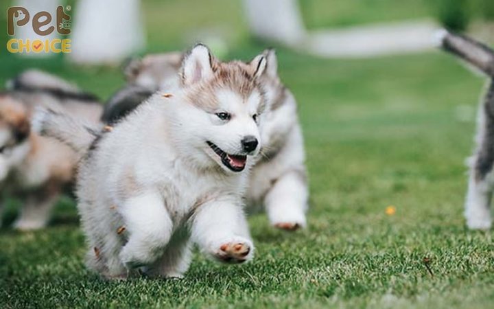 Chó Alaska Con Mập: Cách Chăm Sóc, Đặc Điểm Và Lợi Ích Khi Nuôi Cách chăm sóc chó Alaska con mập để phát triển khỏe mạnh