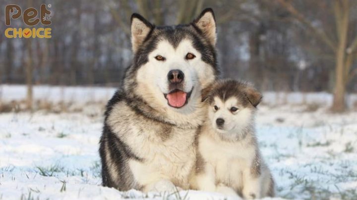 Chó Alaska Con Mập: Cách Chăm Sóc, Đặc Điểm Và Lợi Ích Khi Nuôi Những vấn đề sức khỏe thường gặp ở chó Alaska con mập