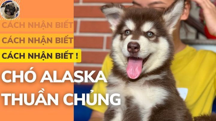 Chó Alaska Con Mập: Cách Chăm Sóc, Đặc Điểm Và Lợi Ích Khi Nuôi Cách nhận biết chó Alaska con mập có đang bị thừa cân hay không