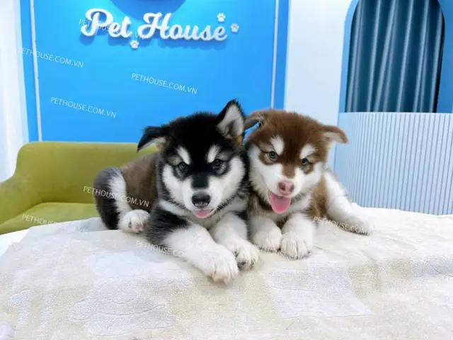 chó alaska đẻ bao nhiêu con