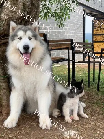 chó alaska đẻ bao nhiêu con