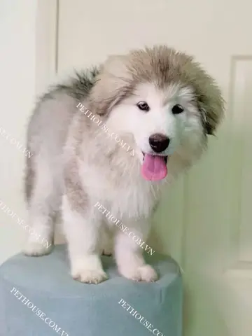 chó alaska đẻ bao nhiêu con