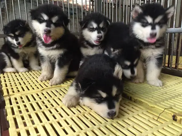chó alaska giá 2 triệu