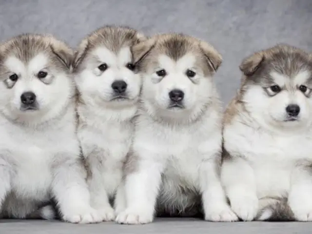 chó alaska giá 5 triệu