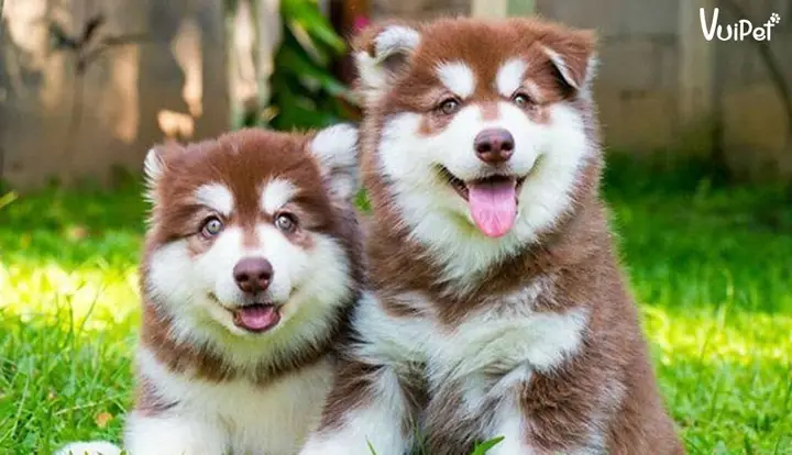 chó alaska giá rẻ 300k
