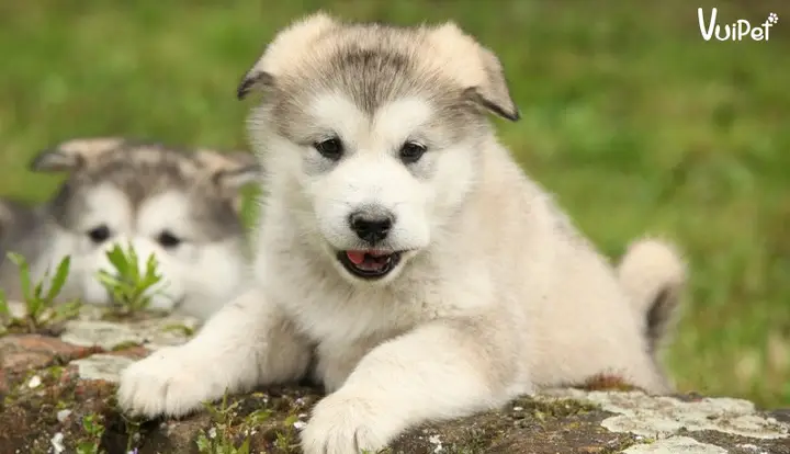 chó alaska giá rẻ 300k