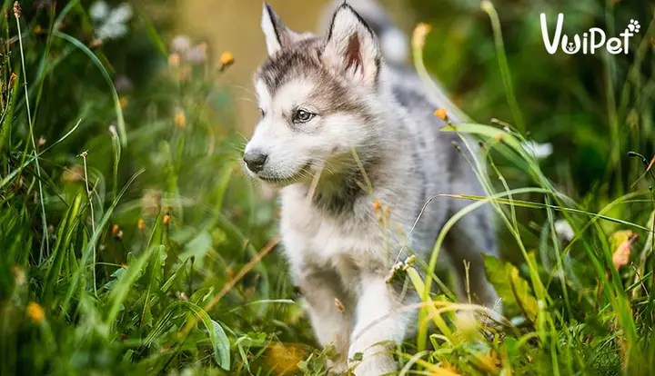 chó alaska giá rẻ 300k
