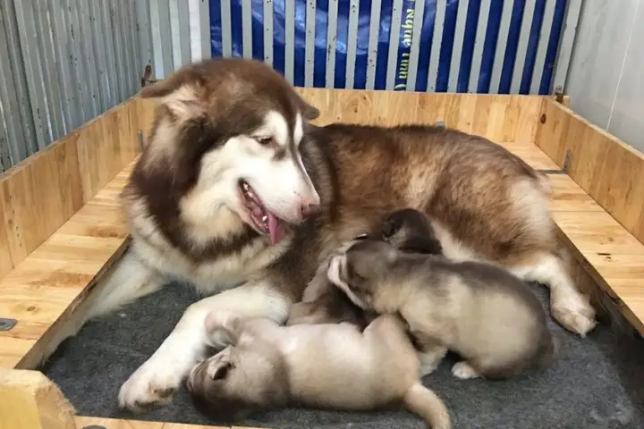 chó alaska giá sinh viên