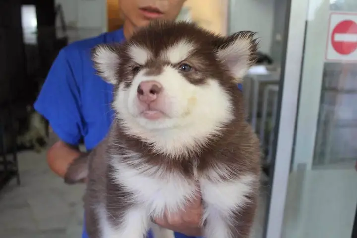 chó alaska giant còn giá bao nhiêu