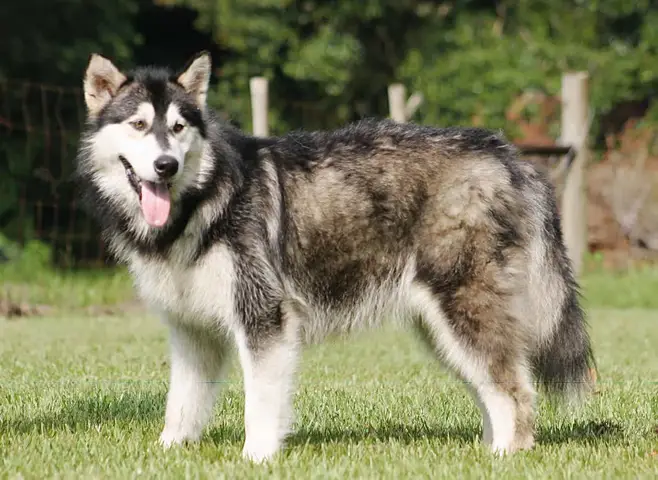 chó alaska giant còn giá bao nhiêu