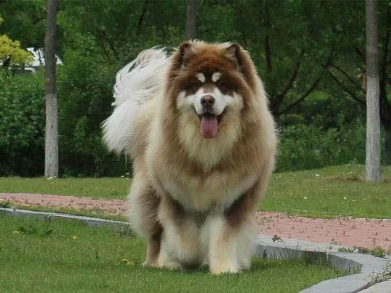 Chó Alaska Khổng Lồ: Đặc Điểm, Cách Chăm Sóc Và Giá Bán Tại Việt Nam Chó Alaska khổng lồ: Đặc điểm và tính cách