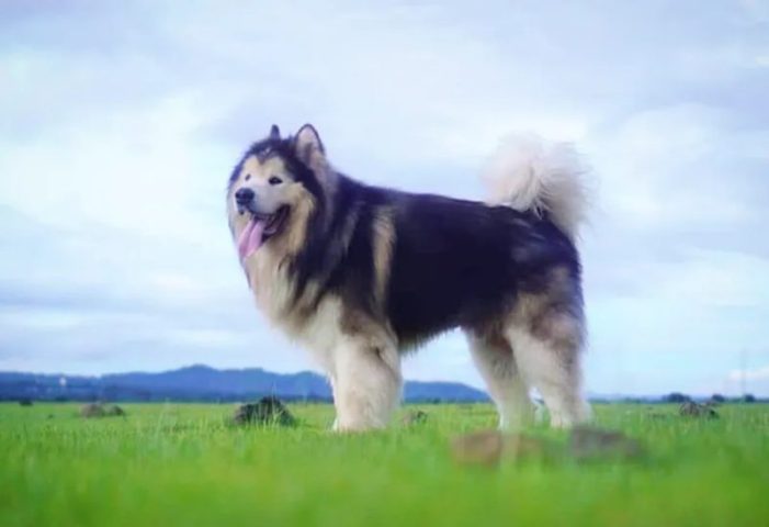 Chó Alaska Khổng Lồ: Đặc Điểm, Cách Chăm Sóc Và Giá Bán Tại Việt Nam Cách chăm sóc chó Alaska khổng lồ