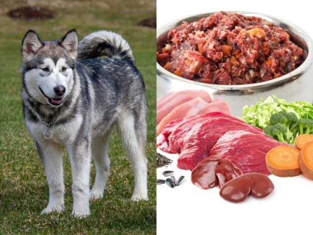 Chó Alaska Khổng Lồ: Đặc Điểm, Cách Chăm Sóc Và Giá Bán Tại Việt Nam Chế độ dinh dưỡng cho chó Alaska khổng lồ