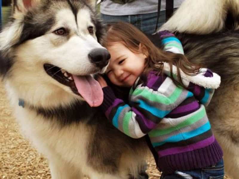 Chó Alaska Khổng Lồ: Đặc Điểm, Cách Chăm Sóc Và Giá Bán Tại Việt Nam Chó Alaska Khổng Lồ: Đặc Điểm, Cách Chăm Sóc Và Giá Bán Tại Việt Nam