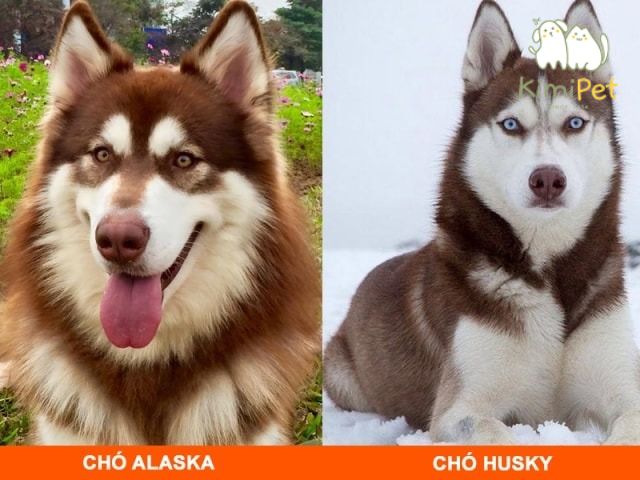 Chó Alaska Lai Husky: Đặc Điểm, Cách Chăm Sóc Và Giá Bán Hiện Nay Chó Alaska Lai Husky: Đặc Điểm, Cách Chăm Sóc Và Giá Bán Hiện Nay