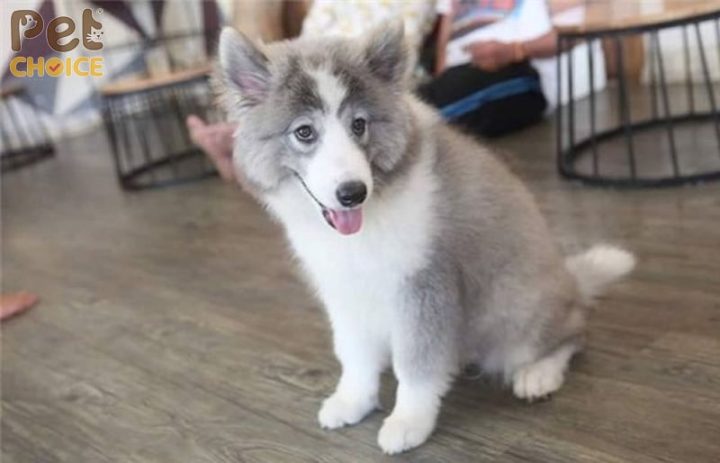 Chó Alaska Lai Husky: Đặc Điểm, Cách Chăm Sóc Và Giá Bán Hiện Nay Đặc điểm ngoại hình của chó Alaska lai Husky
