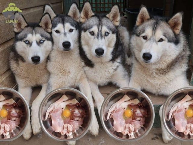 Chó Alaska Lai Husky: Đặc Điểm, Cách Chăm Sóc Và Giá Bán Hiện Nay Chế độ dinh dưỡng cho chó Alaska lai Husky