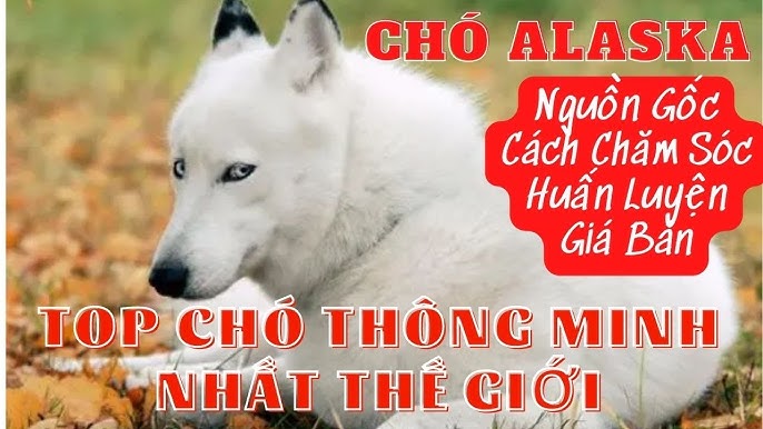 Chó Alaska Lai Husky: Đặc Điểm, Cách Chăm Sóc Và Giá Bán Hiện Nay Cách chăm sóc và huấn luyện chó Alaska lai Husky
