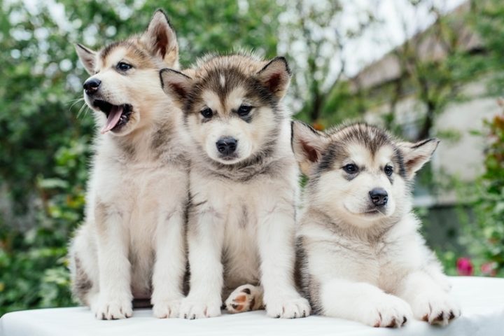 Chó Alaska Lai Husky: Đặc Điểm, Cách Chăm Sóc Và Giá Bán Hiện Nay Những bệnh lý thường gặp ở chó Alaska lai Husky