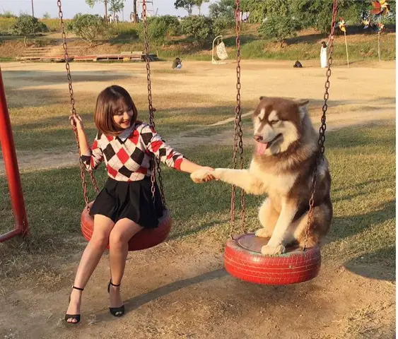 chó alaska mật pet family