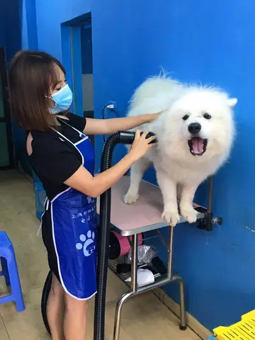 chó alaska mật pet family