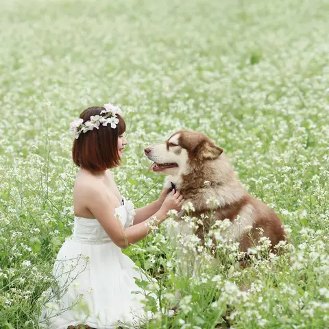 chó alaska mật pet family