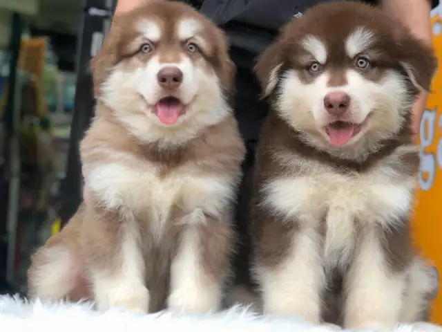 Cách chọn mua chó Alaska nâu đỏ chất lượng giá rẻ