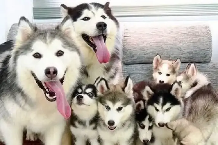 chó alaska nuôi bao lâu thì đẻ
