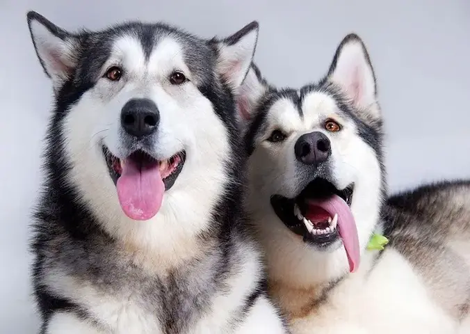 chó alaska nuôi bao lâu thì đẻ