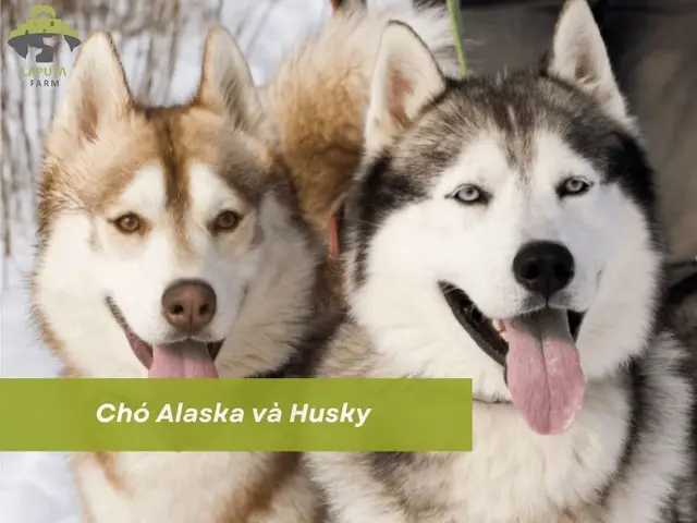 Chó Alaska Hay Husky: Ai Mới Là Vua "Ngầu" Nhất? Chó Alaska Hay Husky: Ai Mới Là Vua "Ngầu" Nhất?