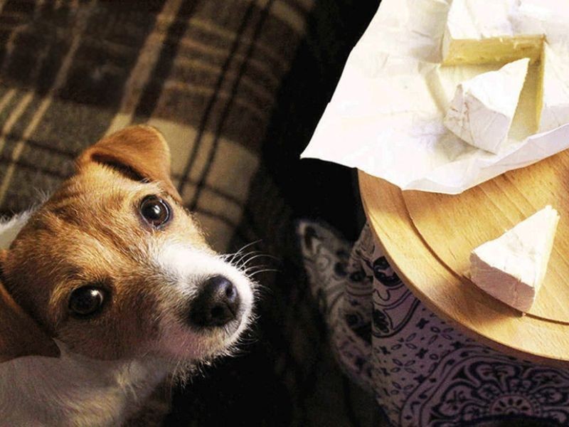 Chó Ăn Phô Mai Con Bò Cười Được Không? Hướng Dẫn Chi Tiết
