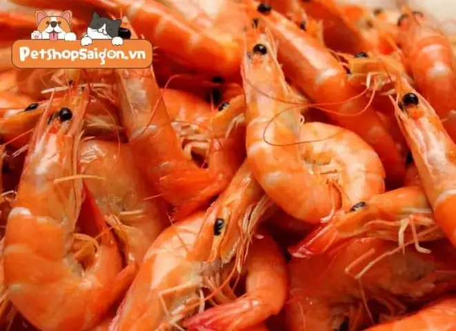 Rủi ro khi cho chó ăn tôm không đúng cách chó ăn tôm được không