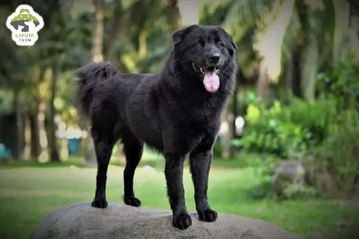 chó bắc hà lai phú quốc
