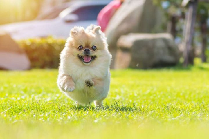 Tính Cách Và Tâm Lý Của Giống Chó Bắc Kinh Lai Phốc Sóc